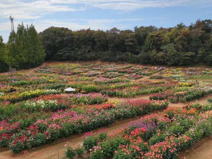 ダリア園