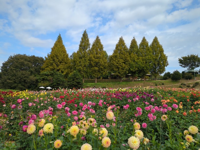ダリア園