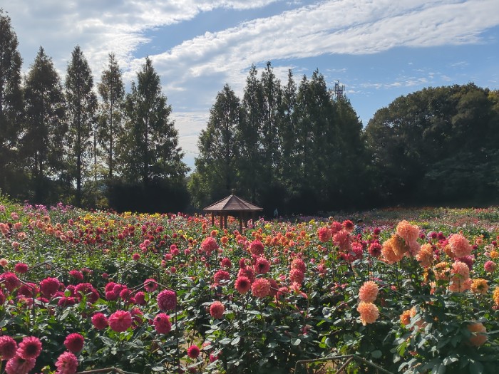 ダリア園