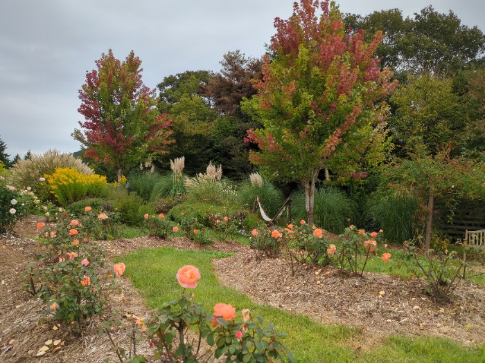 ブランドローズエリア