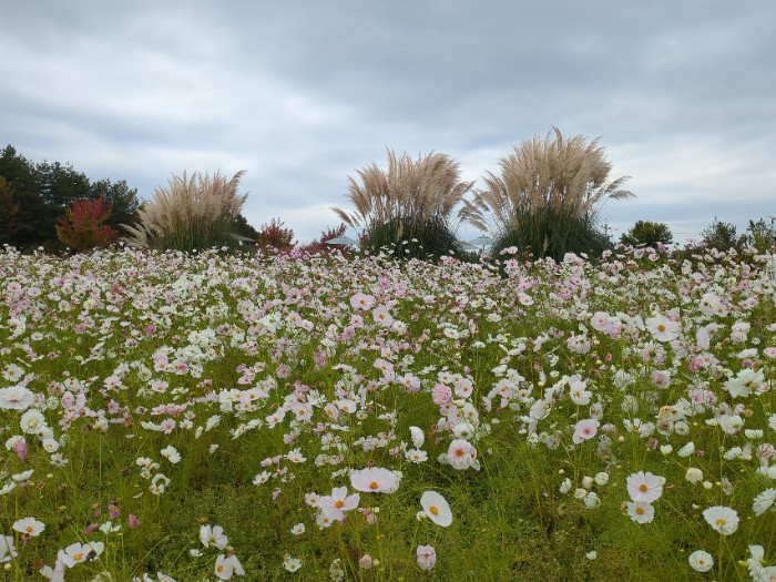 コスモス畑