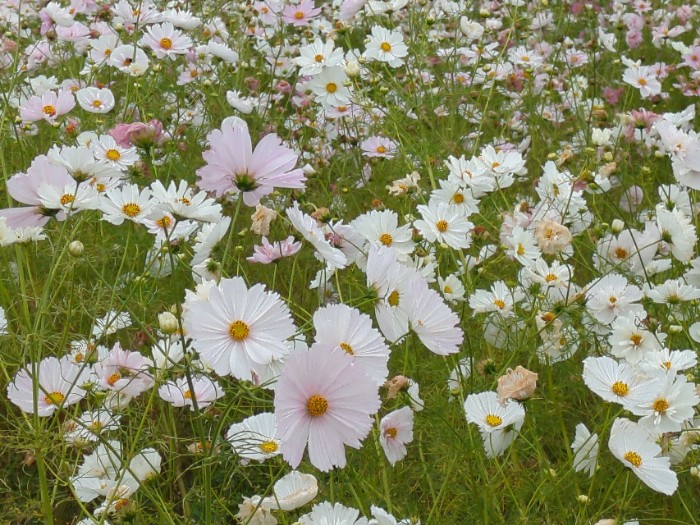 コスモス畑