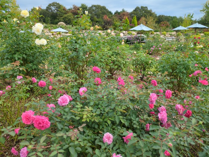バラ園