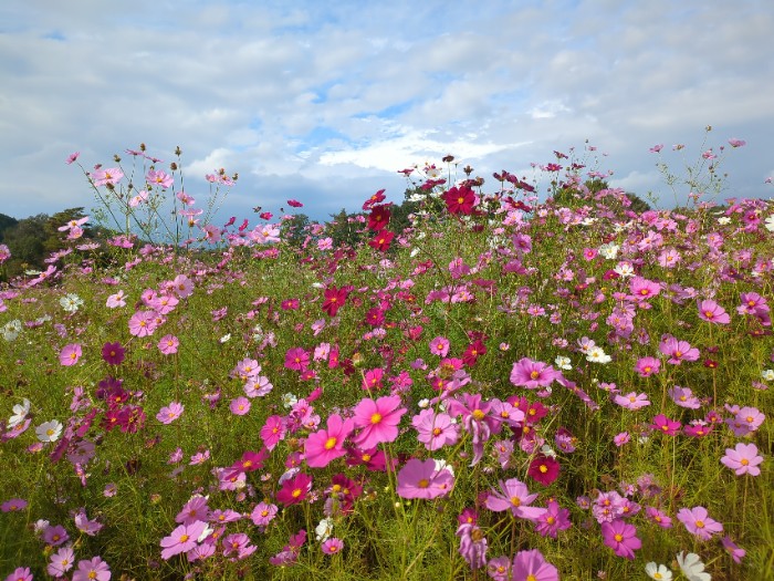 コスモス畑