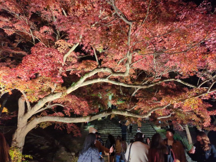 紅葉ライ卜アップ