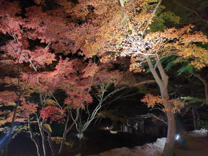 紅葉ライ卜アップ