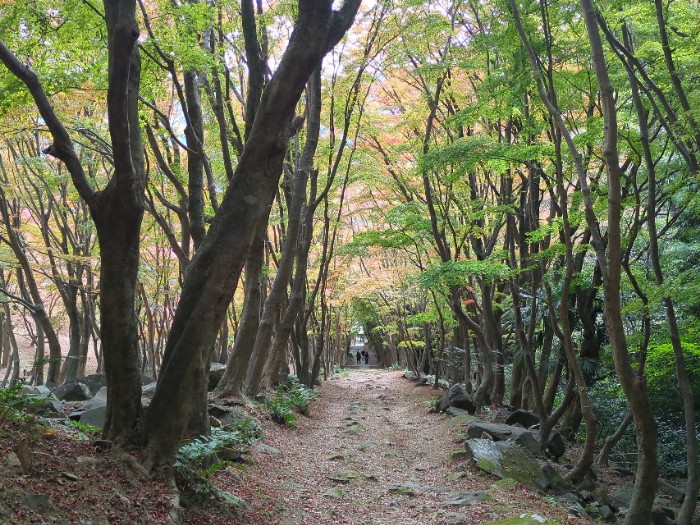 河内藤園 もみじのトンネル