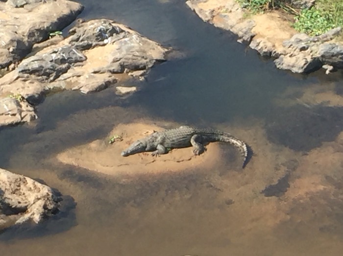 Sunning Crocodile @ Malelane Bridge