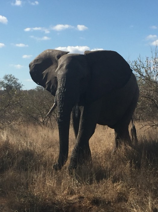 Magnificent Elephant 