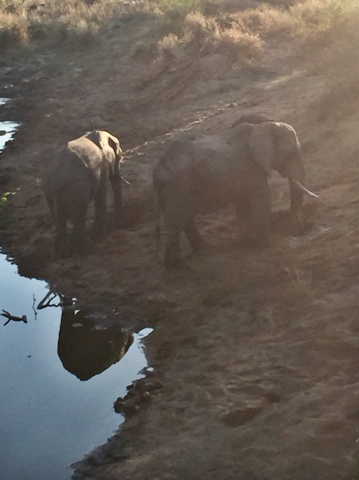 Elephants digging for fresh water